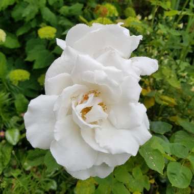Hybrid Tea Rose 'Frau Karl Druschki'