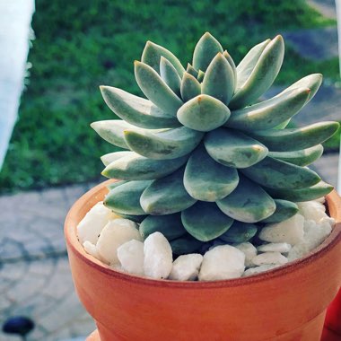 Sedeveria 'Lilac Mist'