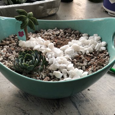 Chrystal's garden