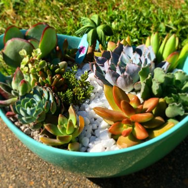 Chrystal's garden