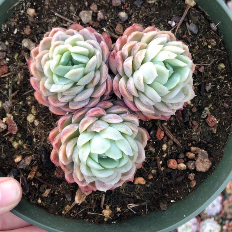 plant image 978285