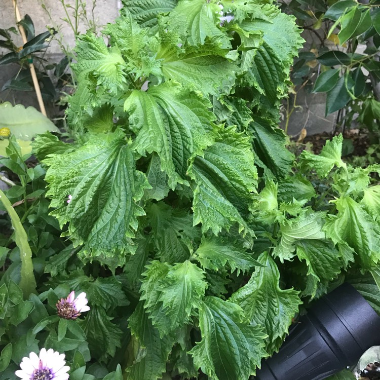 plant image 744901