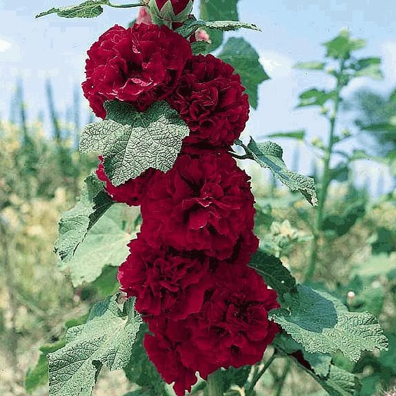 Plant image Alcea rosea 'Chater's Double Group Maroon'