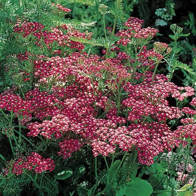 Plant image Achillea Millefolium 'Cerise Queen' syn. Achillea Millefolium 'Cherry Queen'