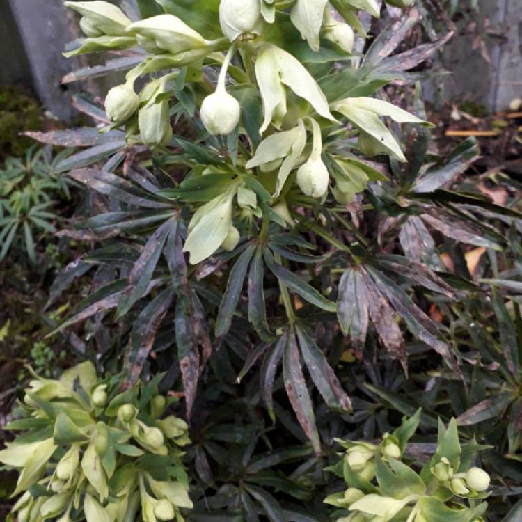 plant image 1215181 plant image 1215181