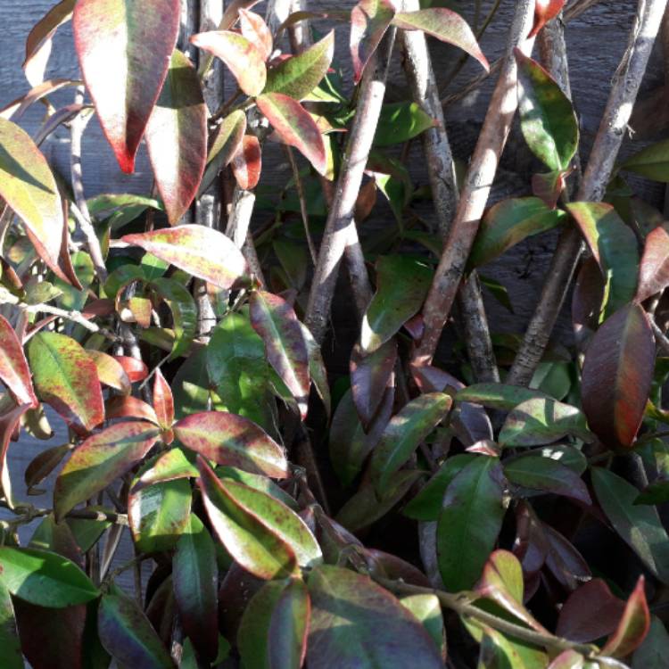 plant image 1217166 plant image 1217166