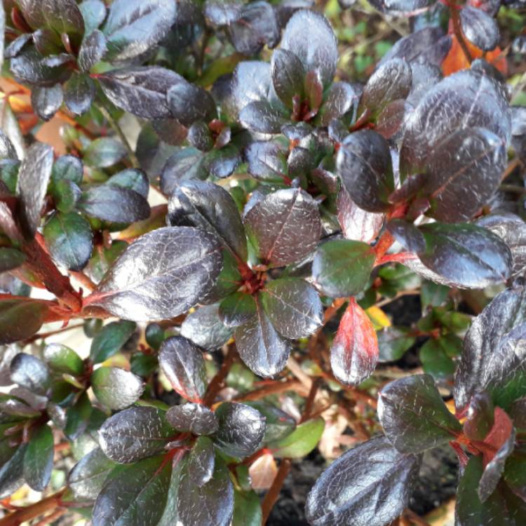 plant image 1217251 plant image 1217251
