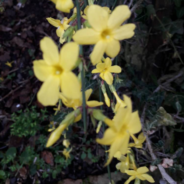plant image 1217605 plant image 1217605