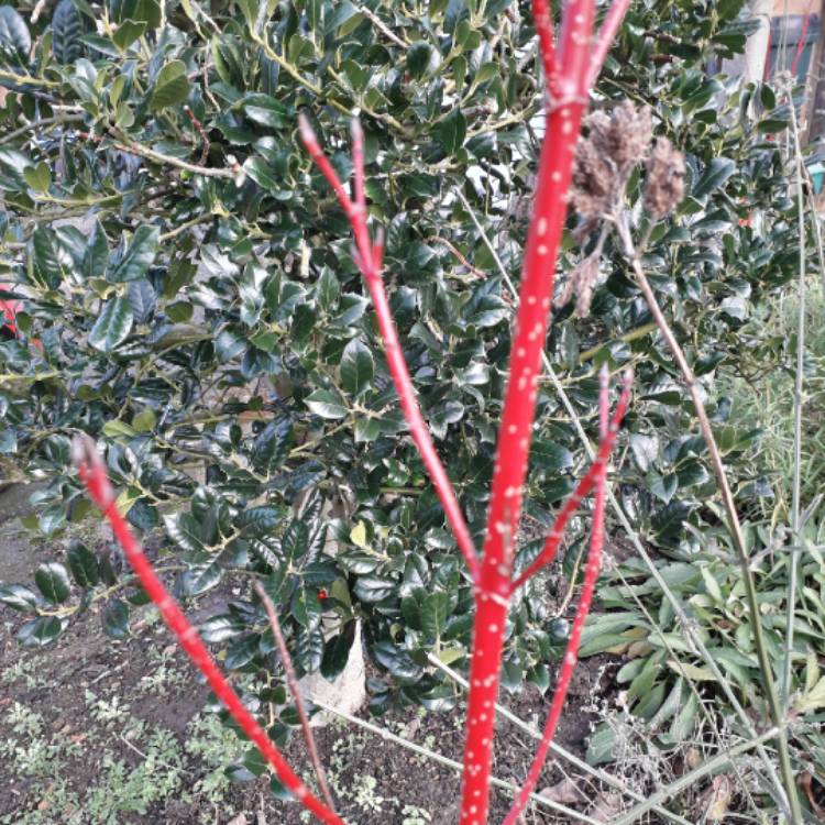 Plant image Cornus alba 'Baton Rouge'