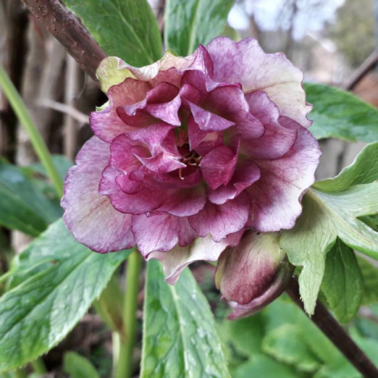 plant image 1219868