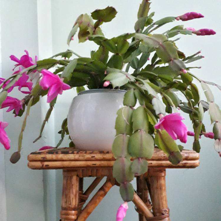 plant image 1221643 plant image 1221643