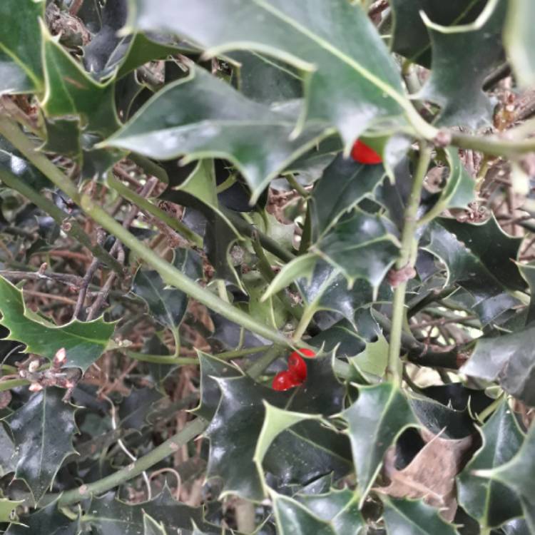 plant image 1226225