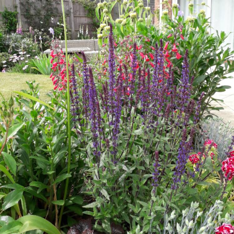plant image 1228963 plant image 1228963