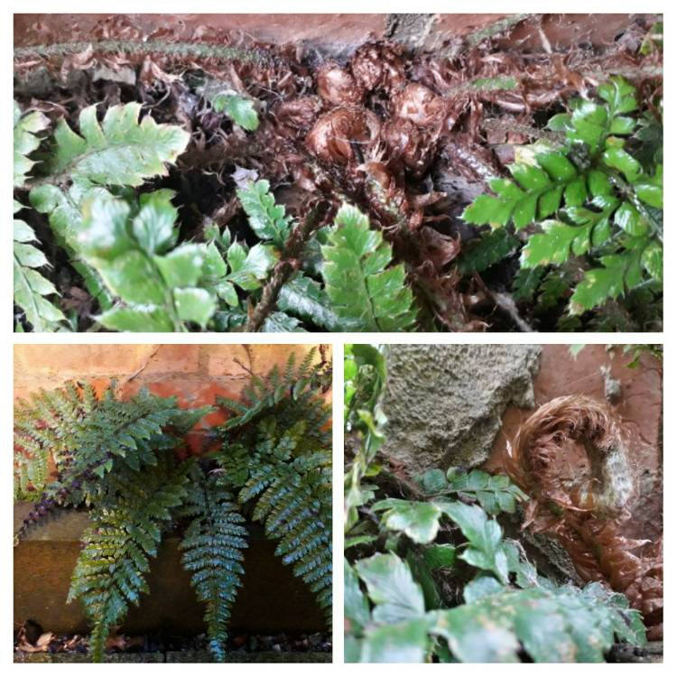 Plant image Polystichum