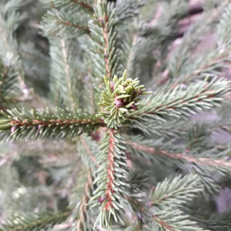 plant image 1235314