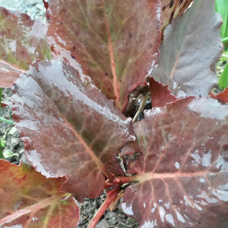 plant image 1235876 plant image 1235876