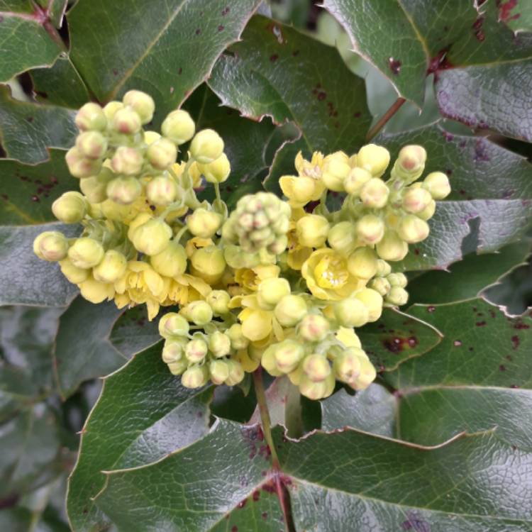 Plant image Mahonia aquifolium