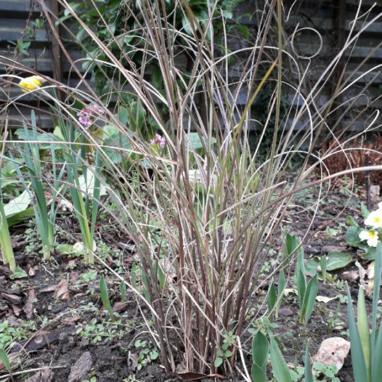 plant image 1238107 plant image 1238107