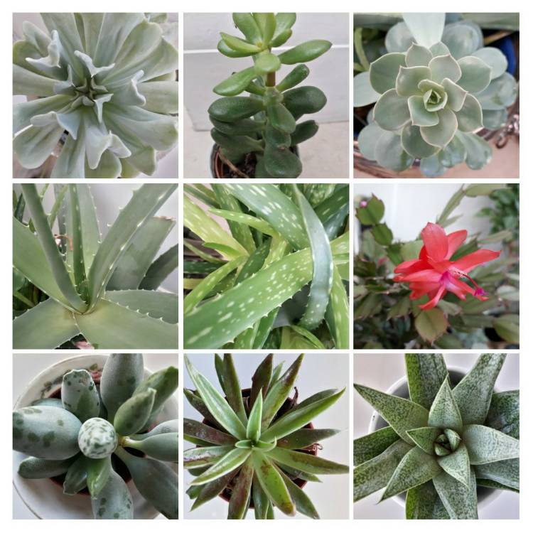 plant image 1239877