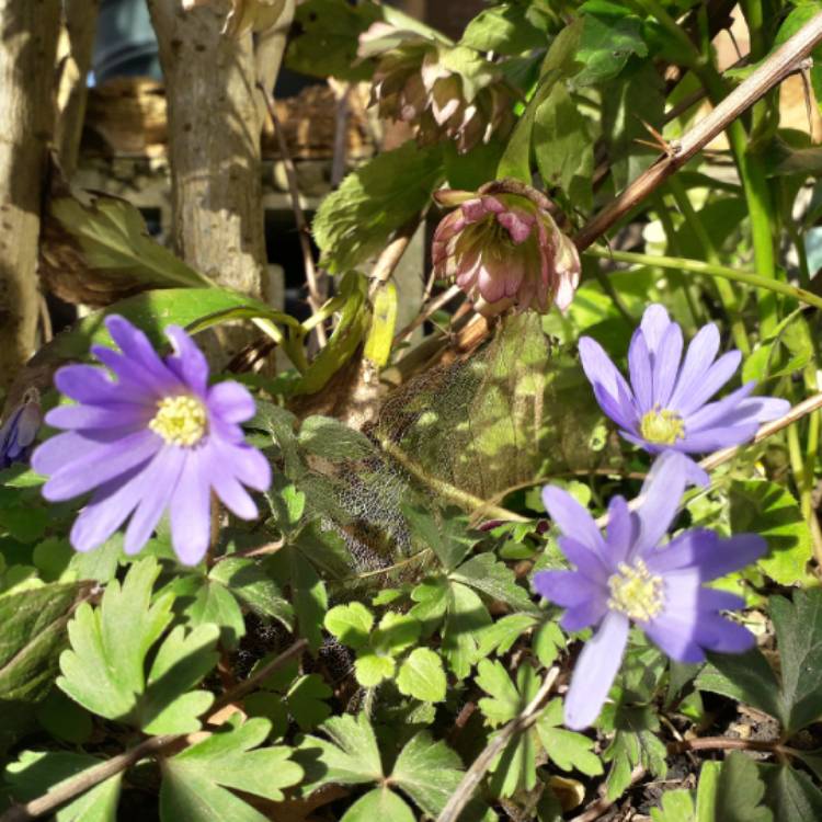 plant image 1240553