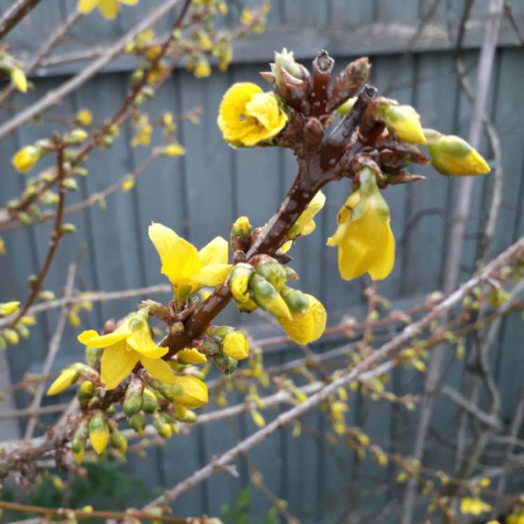 plant image 1240972