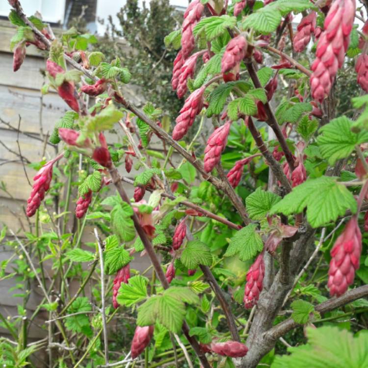 plant image 1243925