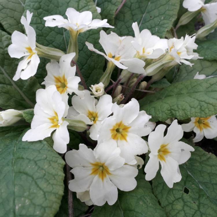 plant image 1246662 plant image 1246662