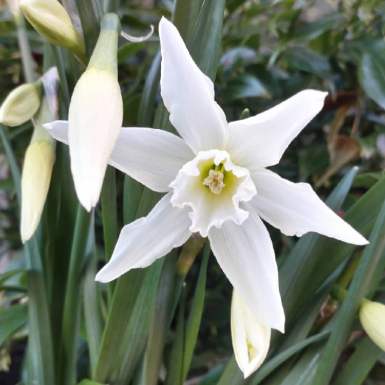 plant image 1247335 plant image 1247335