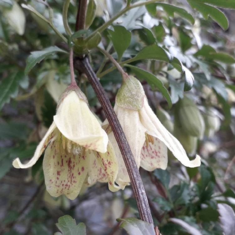 plant image 1247974