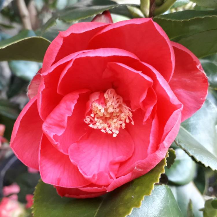 Plant image Camellia japonica 'Doctor King'