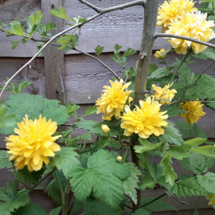 Plant image Kerria japonica