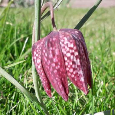 Fritillaria meleagris