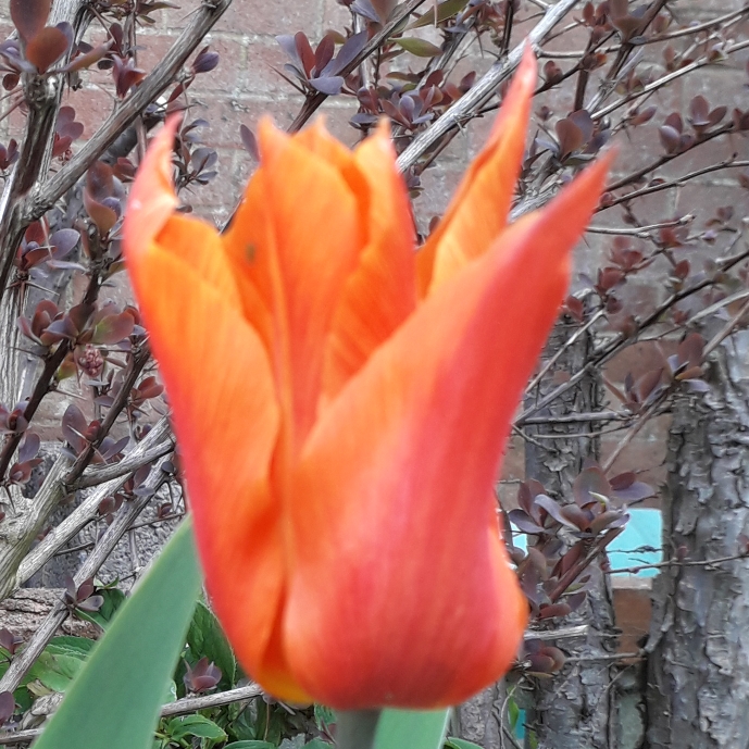 plant image 1263681