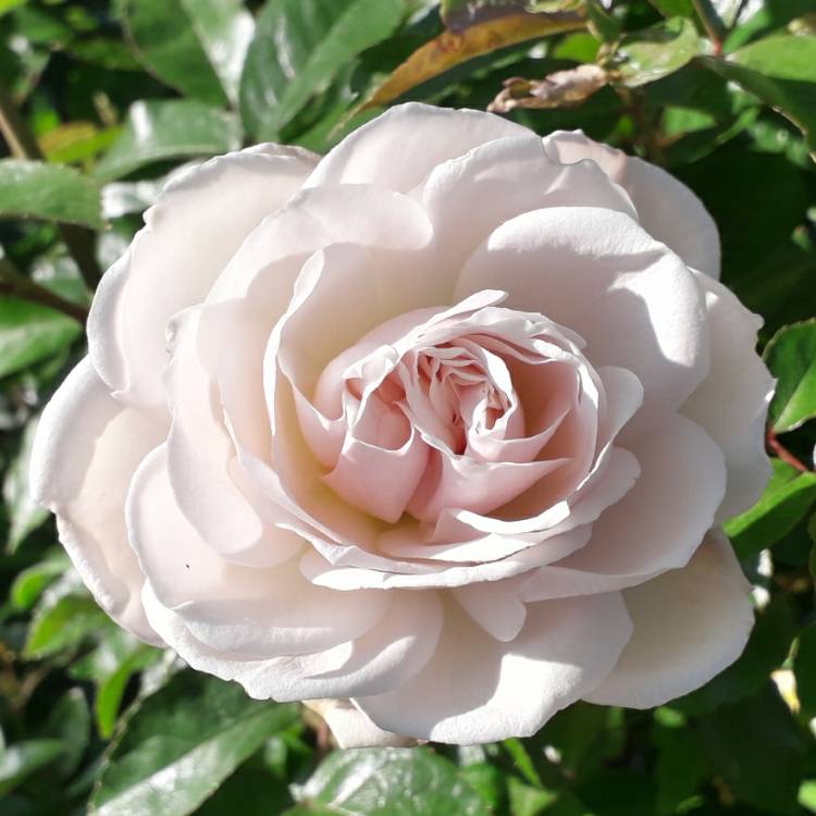 plant image 1269558