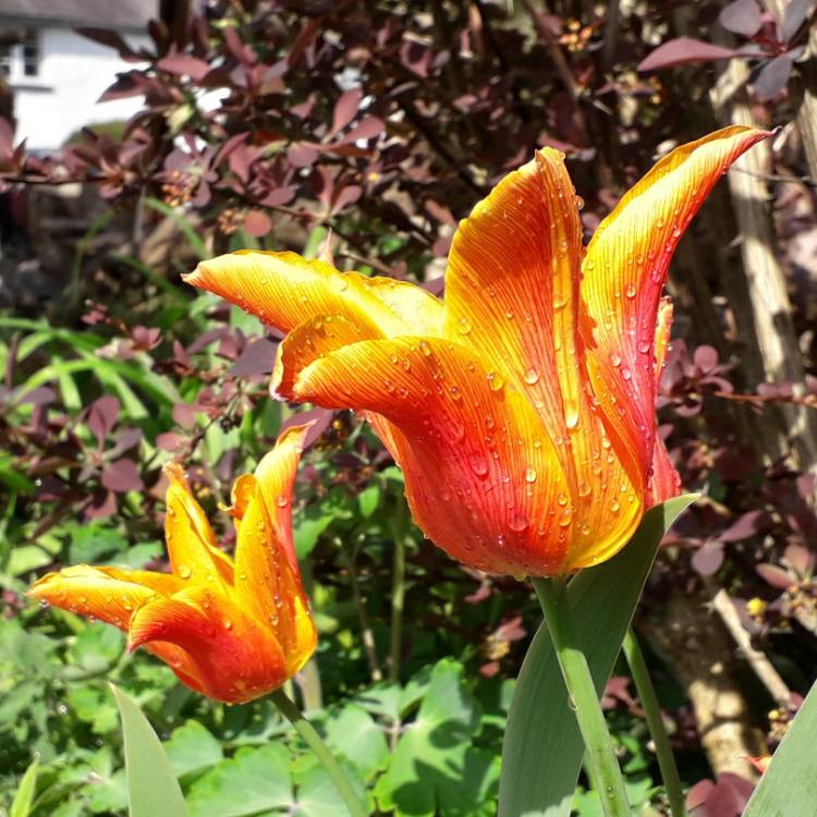 plant image 1271932