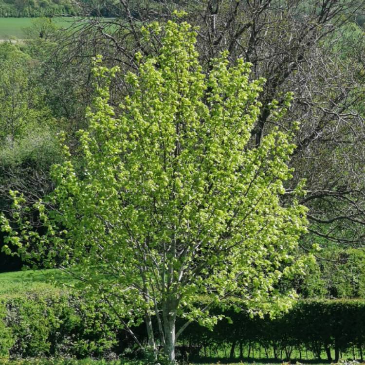plant image 1274358 plant image 1274358