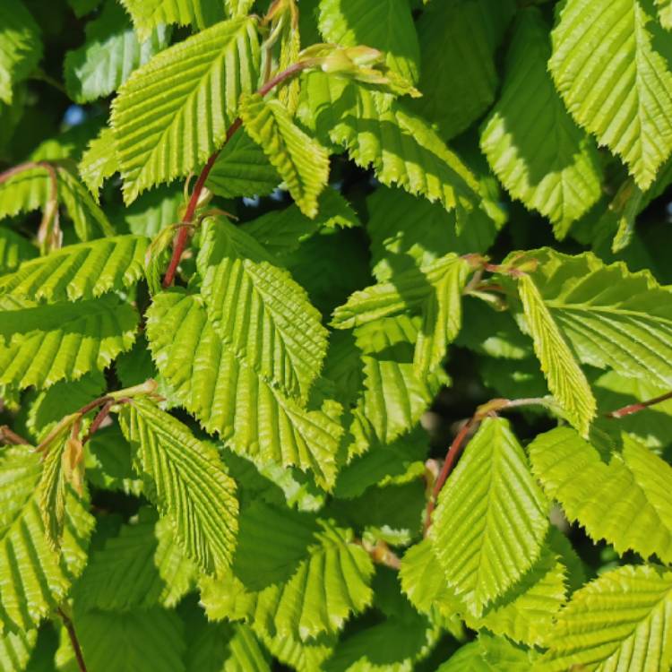 plant image 1274651 plant image 1274651