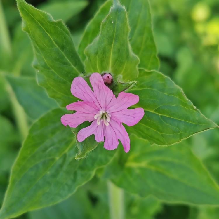 plant image 1275952
