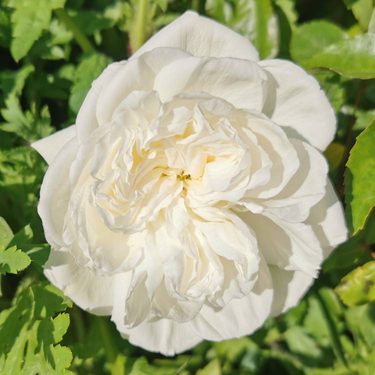 plant image 1276405