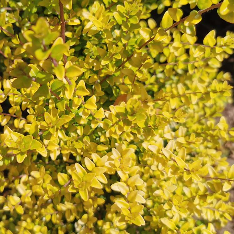 plant image 1277867 plant image 1277867