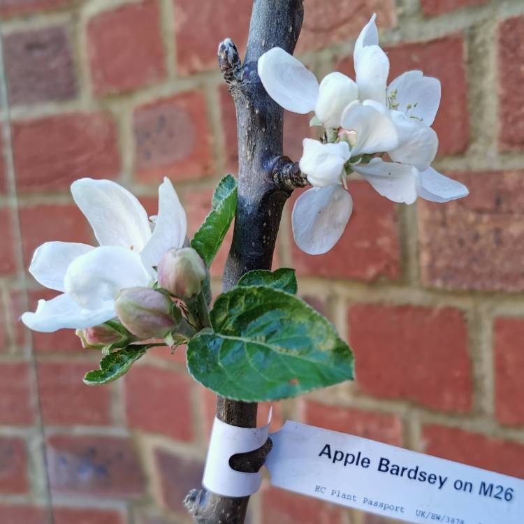 plant image 1278546