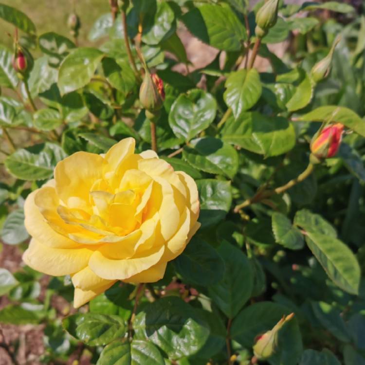 Plant image Rosa (Floribunda)