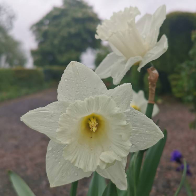 plant image 1282069