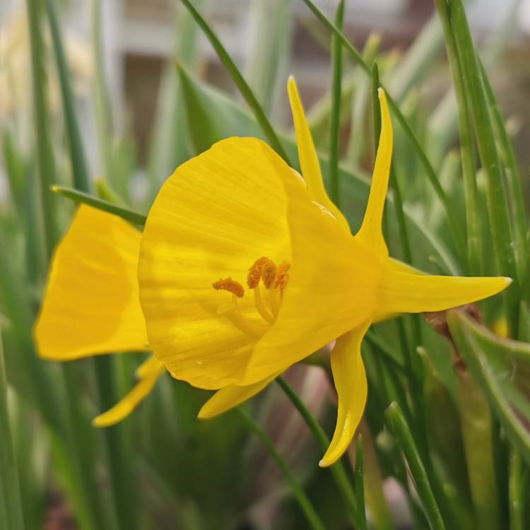 Plant image Narcissus bulbocodium 'Golden Bells Group' syn. Narcissus bulbocodium 'Golden Bells', Narcissus 'Golden Bells', Narcissus 'Silvania'