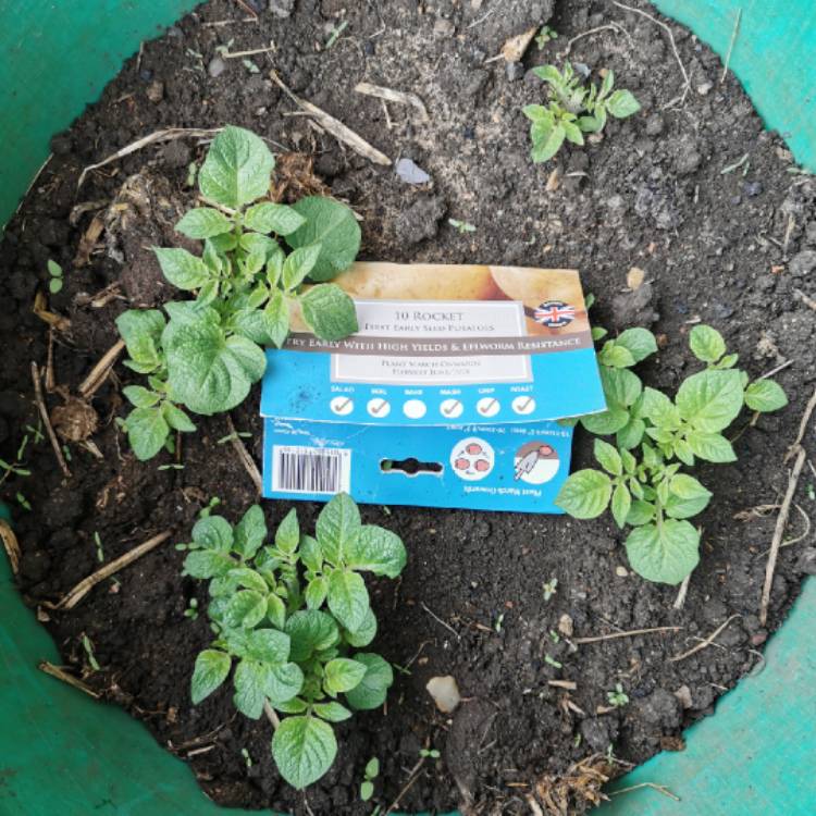 plant image 1283445