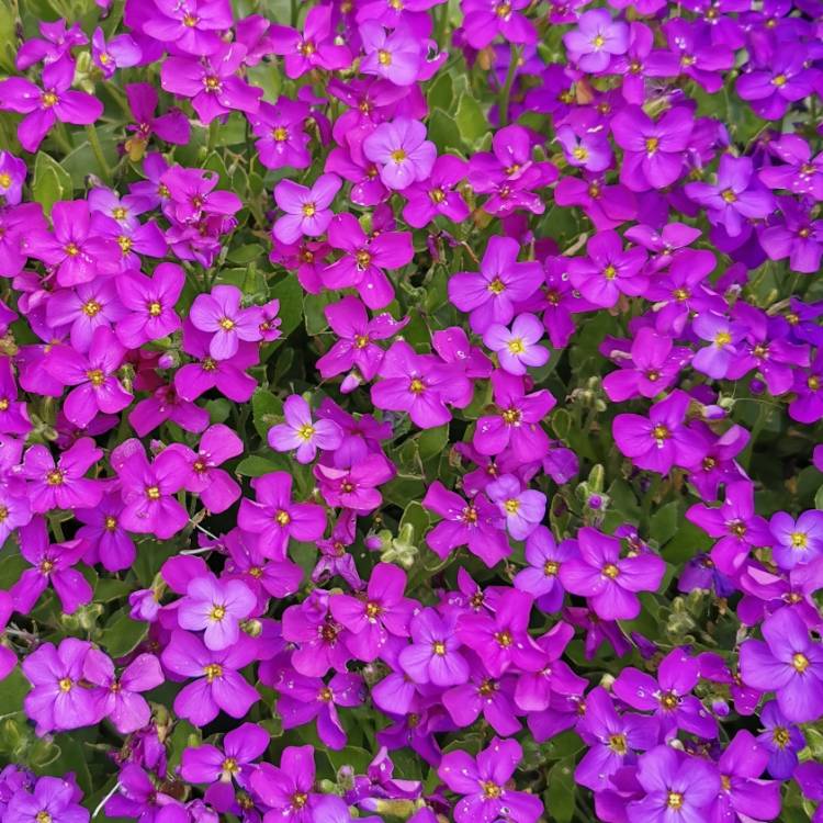 plant image 1288770