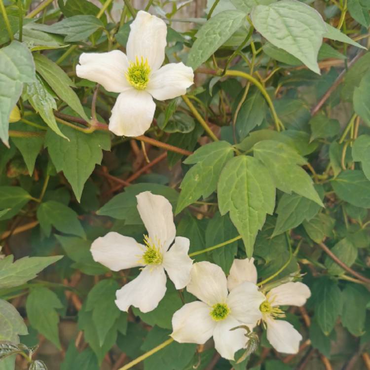 plant image 1288798