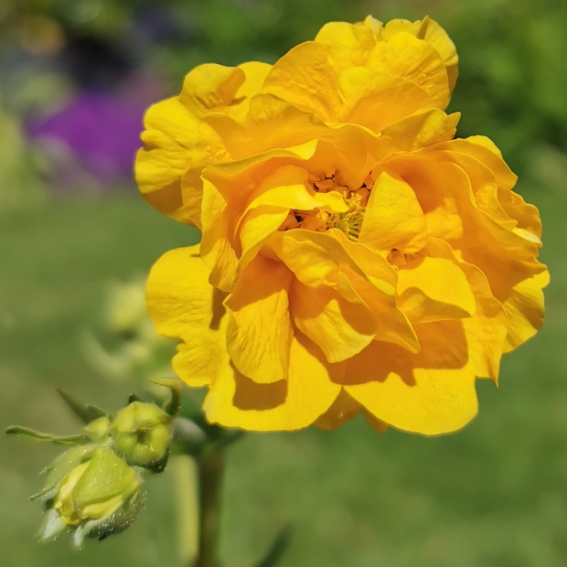 Plant image Geum 'Sunrise'