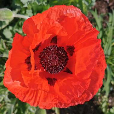 Papaver orientale