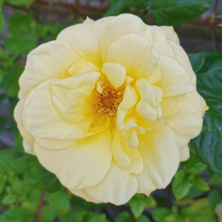 plant image 1293419 plant image 1293419